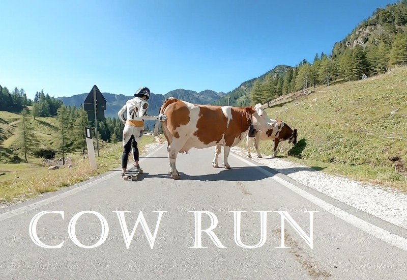 Cow Run